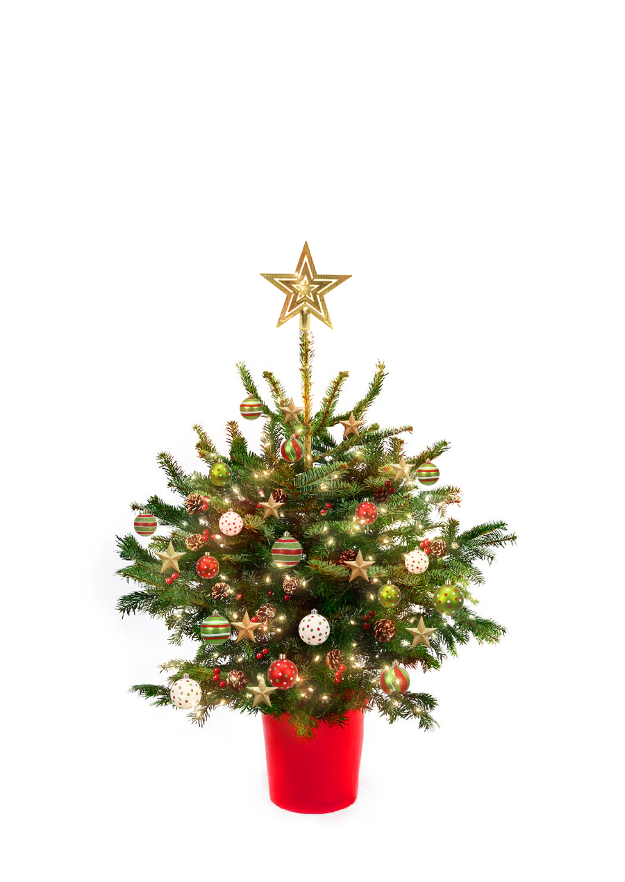 Pot Grown Nordmann Fir
