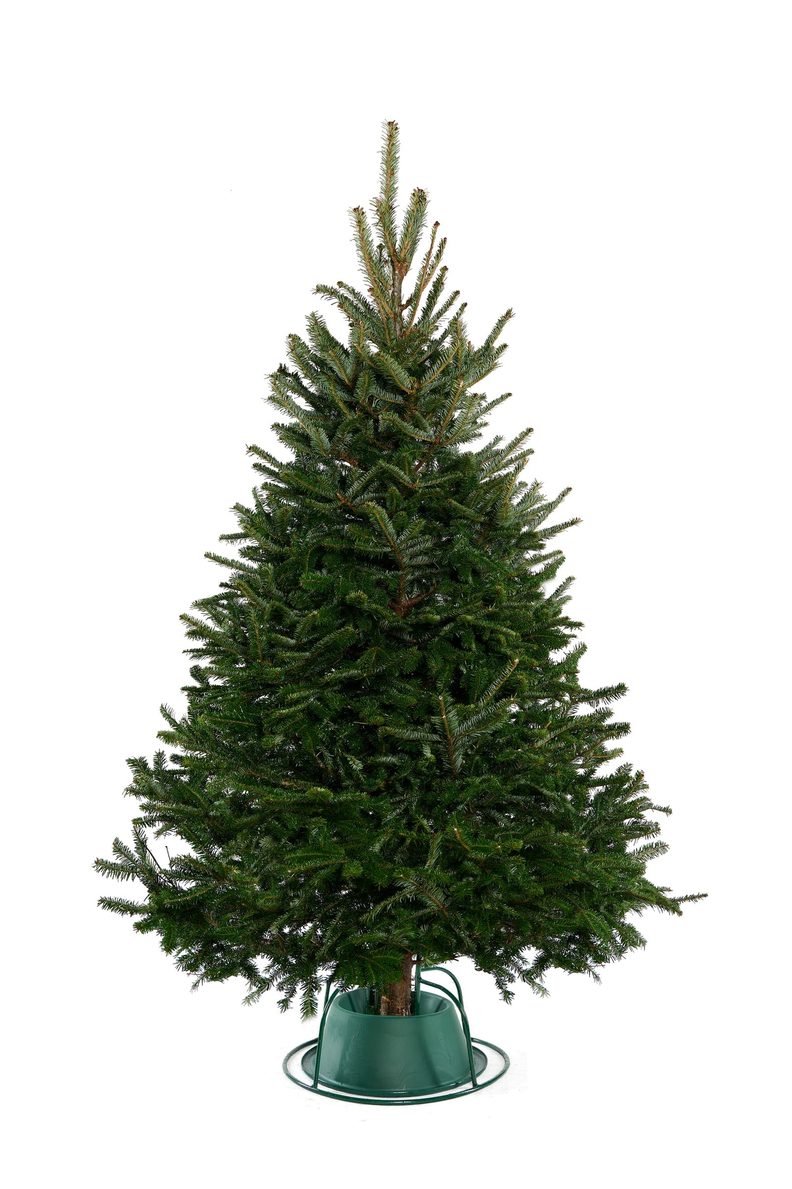 British Fraser Fir Christmas tree with a slim silhouette and silvery-green needles