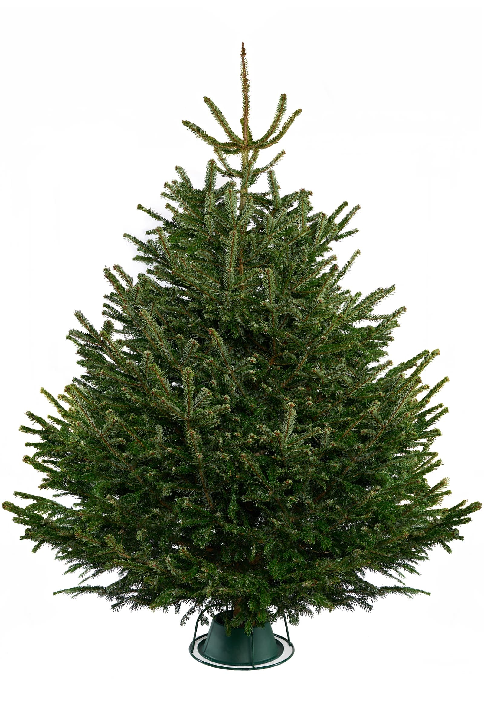 Fresh-cut British Nordmann Fir Christmas tree with dense glossy green needles