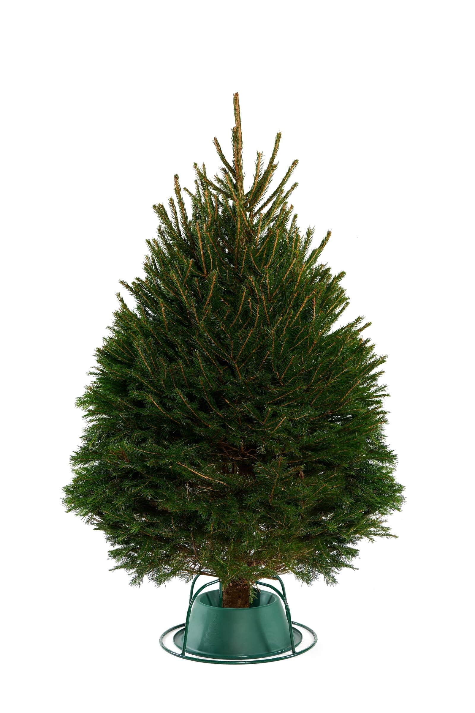 Traditional Norway Spruce Christmas tree with bright green needles