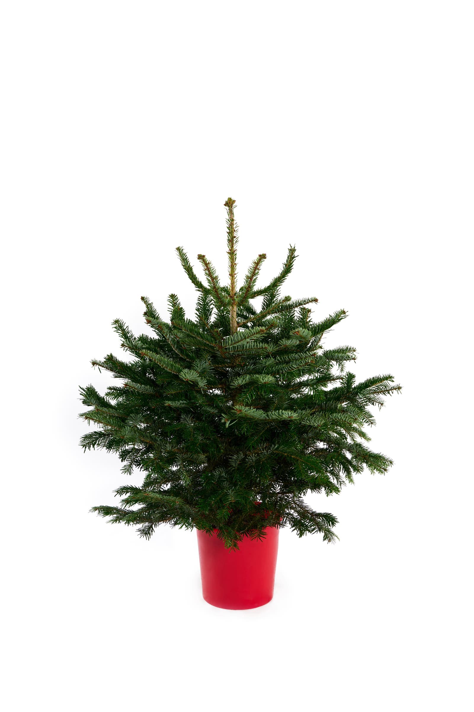 Pot-grown living Nordmann Fir Christmas tree in a container