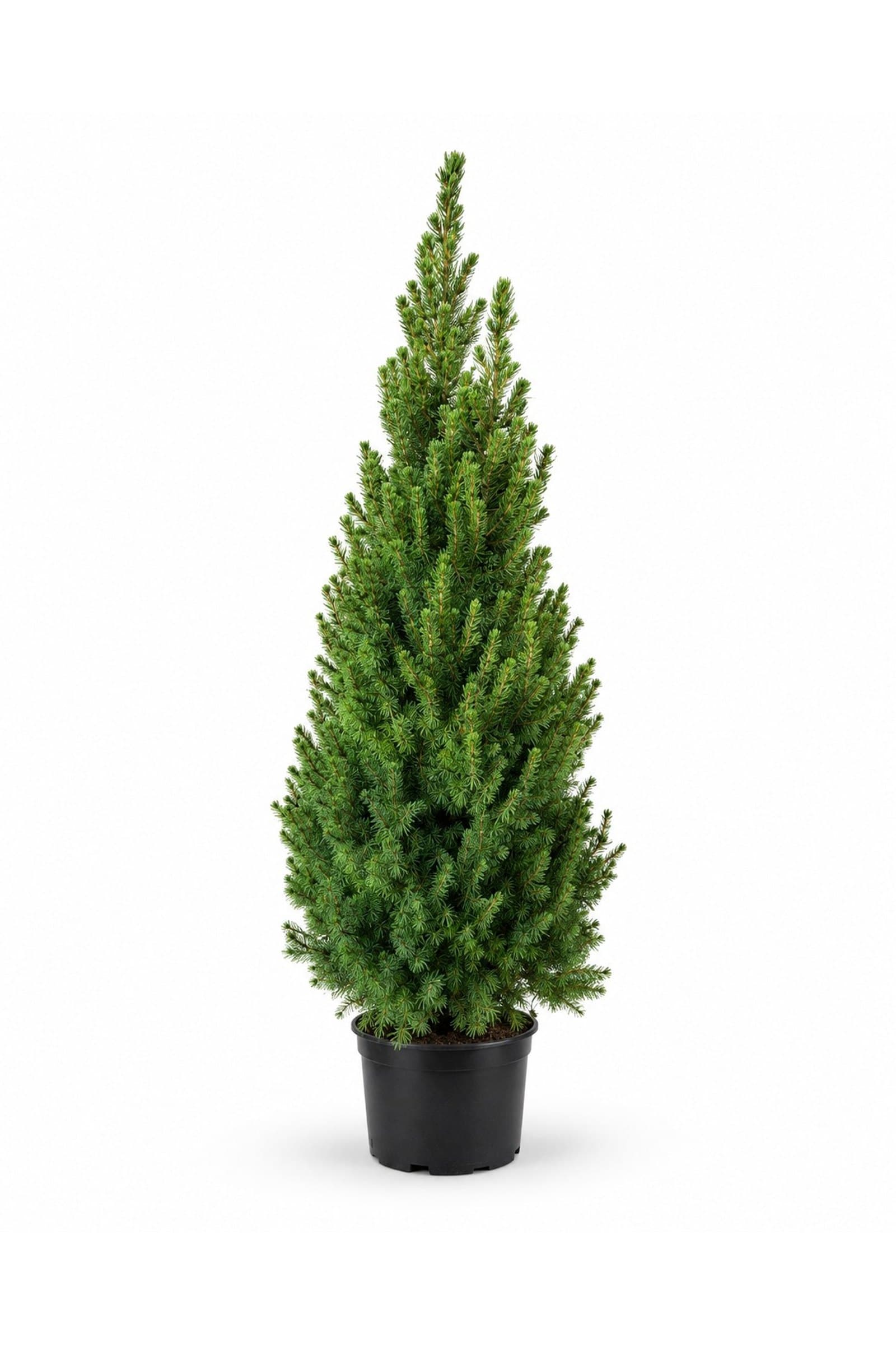 Potted Picea living Christmas tree with dense bright-green needles in a black pot