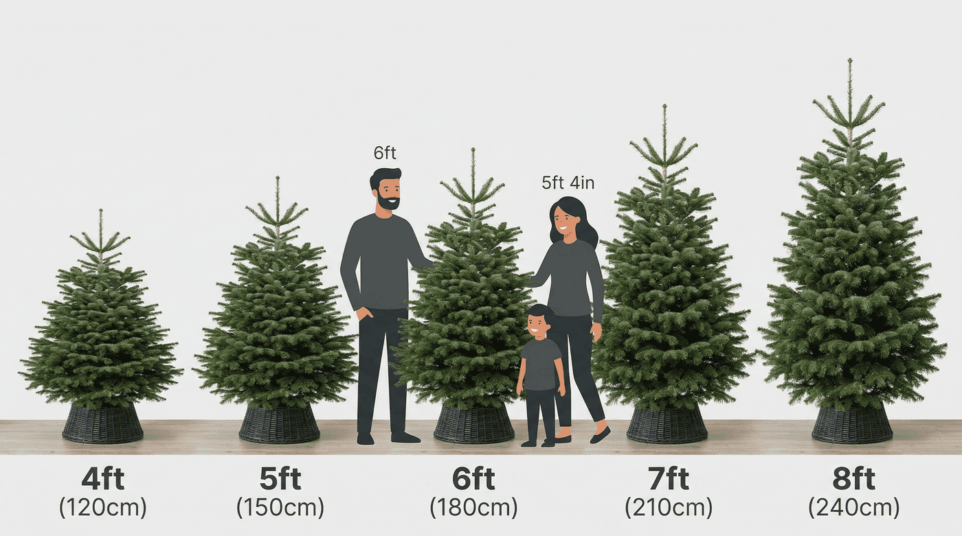 Holly & Fir Christmas tree size guide showing tree heights from 5ft to 8ft against a room