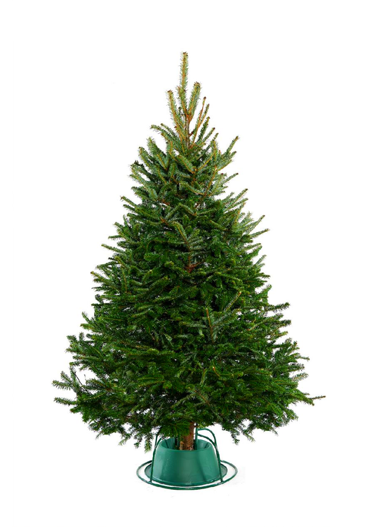 Fraser Fir