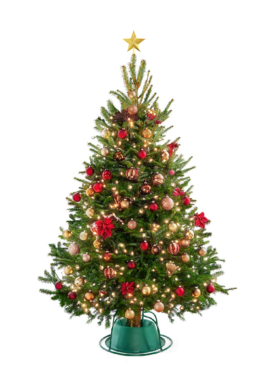 Fraser Fir