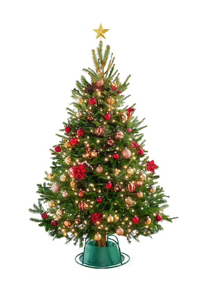Fraser Fir