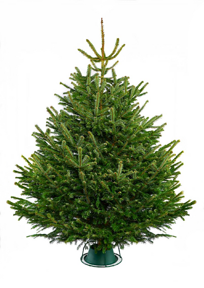 Green Christmas tree with a white background