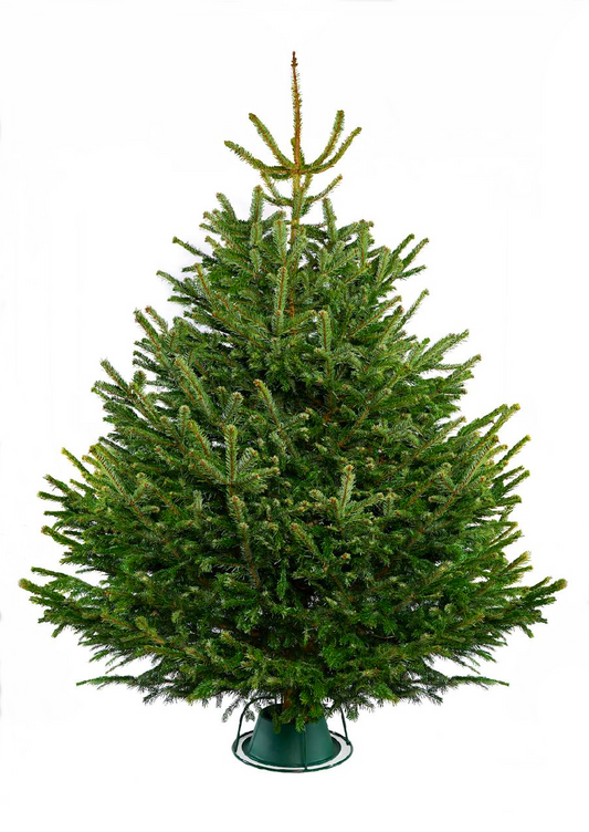 Green Christmas tree with a white background