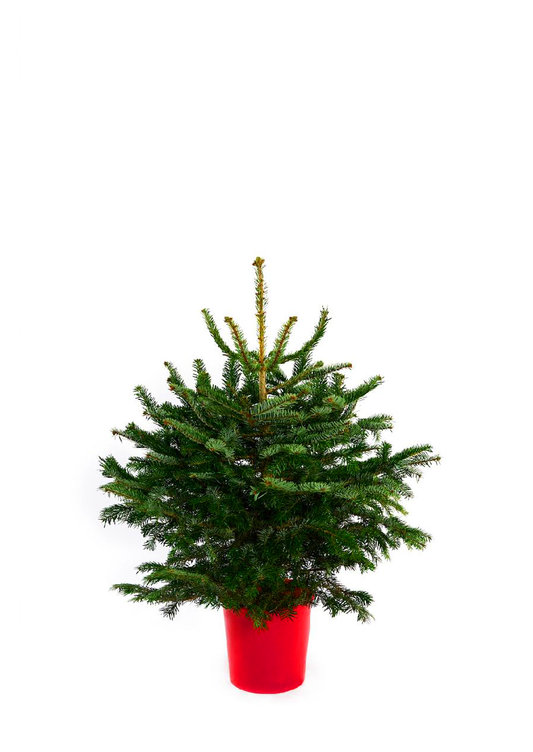 Pot Grown Nordmann Fir