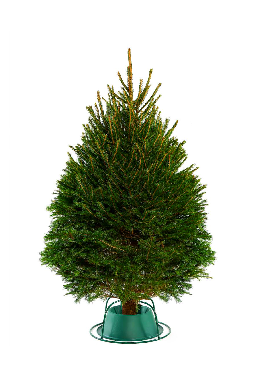 Potted Christmas tree on a white background