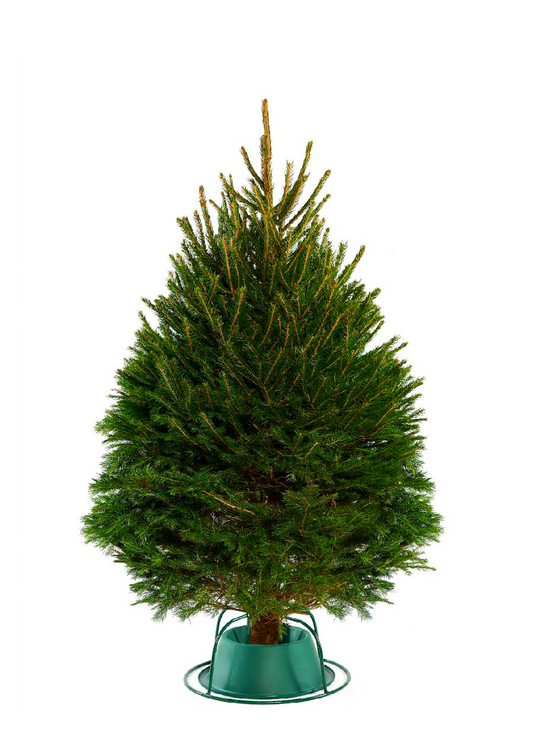Potted Christmas tree on a white background