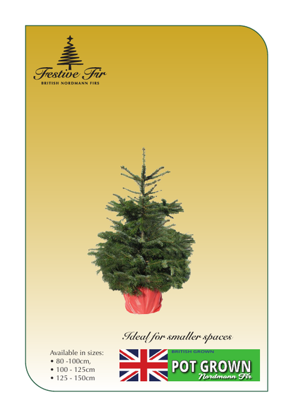 British Fresh Pot Grown Trees